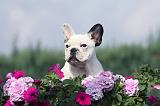 BOULEDOGUE FRANCAIS 648